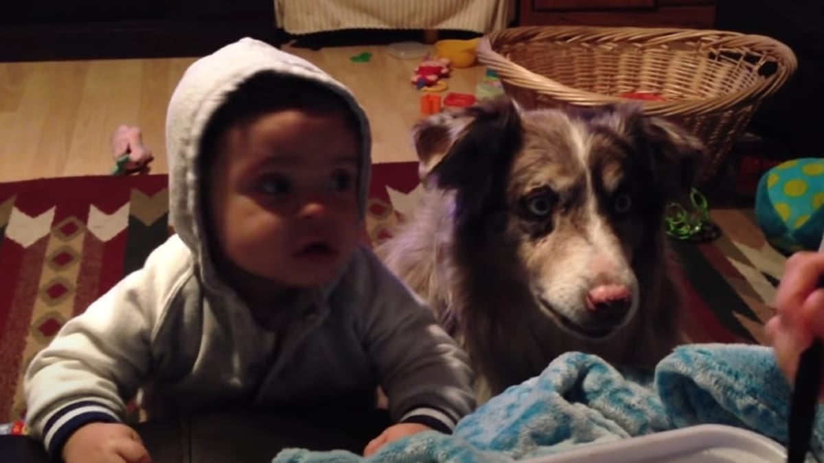 Cette vidéo incroyable montre un chien dire “maman” pour avoir de la nourriture