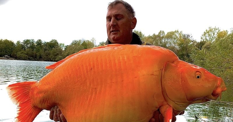 France : un poisson rouge géant de 30 kg a été capturé par un pêcheur britannique