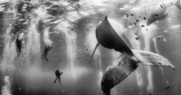 Découvrez les lauréats du concours de photos du National Geographic ! Ce sont de véritables pépites... juste incroyable !