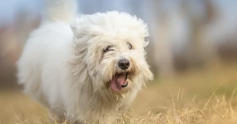  Les 10 races de chiens les plus chères au monde