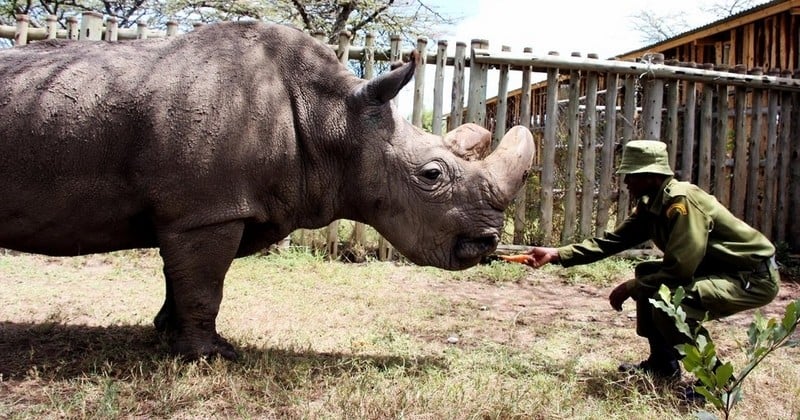 Sudan, le dernier mâle rhinocéros blanc du nord, est atteint d'une grave infection : sa mort entraînera l'extinction de l'espèce entière 