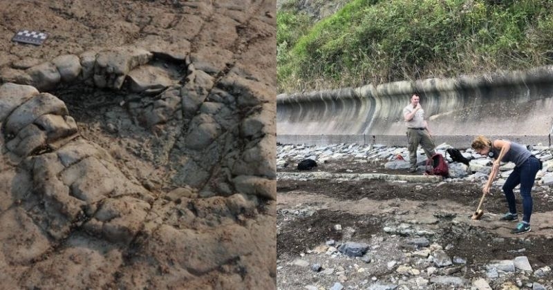 Des empreintes de dinosaures, datant de 200 millions d'années, ont été découvertes sur une plage du Pays de Galles