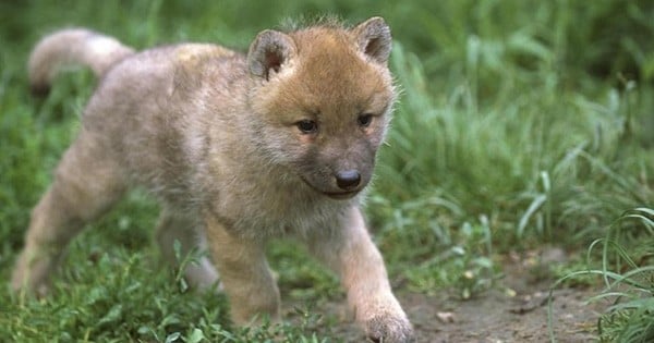 Il croit adopter un chiot, mais après quelques mésaventures, il finit par se rendre compte qu'il s'agit en fait... d'un loup