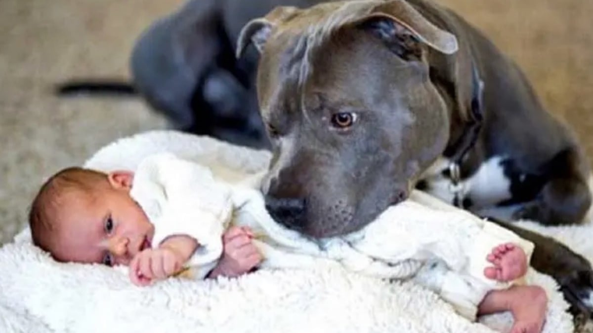 Ce pitbull au cœur tendre se prend d'affection pour le bébé de la famille et balaie tous les préjugés sur sa race 