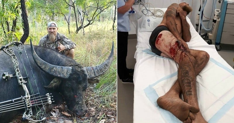 Australie : un buffle parvient à blesser gravement un chasseur avant d'être tué