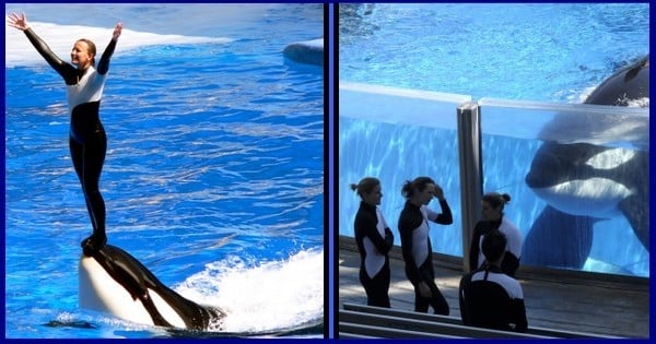 Attaques d’orques en captivité, dénonciation des conditions de vie de ces animaux, nette baisse de fréquentation des parcs : SeaWorld annonce l’arrêt de ses spectacles d’orques !