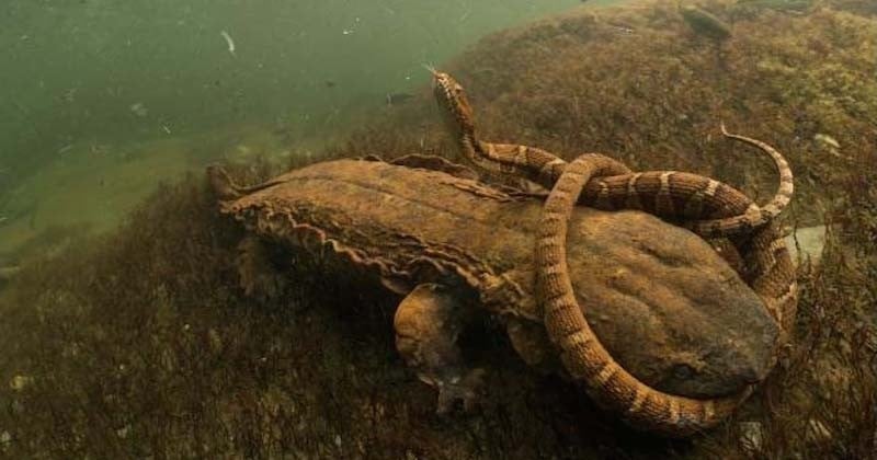 Le concours du « meilleur photographe de la vie sauvage » a récompensé ses plus belles photos