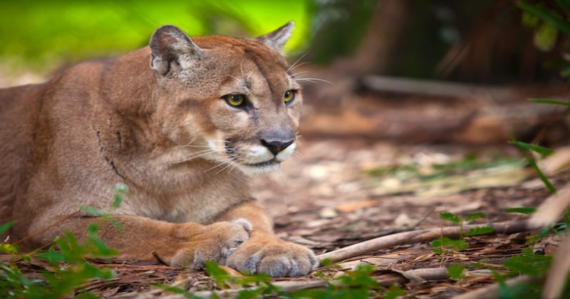 Les animaux les plus rares au monde