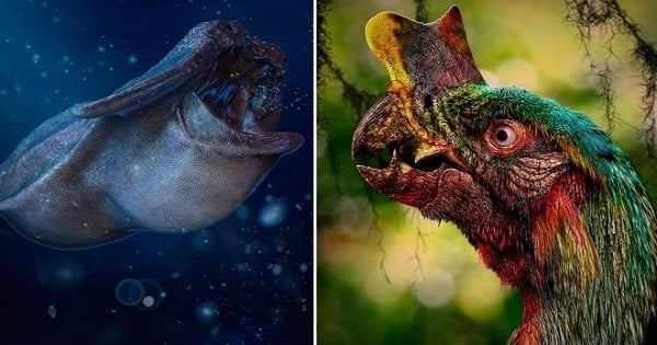 Deux chercheurs imaginent les animaux du futur lorsqu'il n'y aura plus d'Homme sur la Terre : le résultat est époustouflant