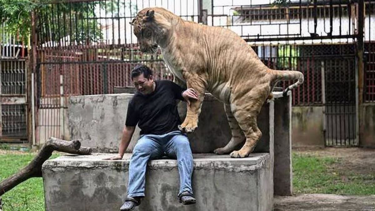 « C'est de la folie pure » : les lions domestiques se multiplient en Thaïlande, un phénomène qui inquiète les associations 