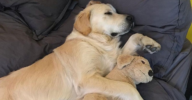 Cet adorable chien ne sort pas de chez lui sans sa peluche golden retriever