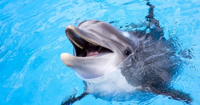 Femke, doyenne des dauphins du Parc Astérix, a été euthanasiée à l'âge de 39 ans