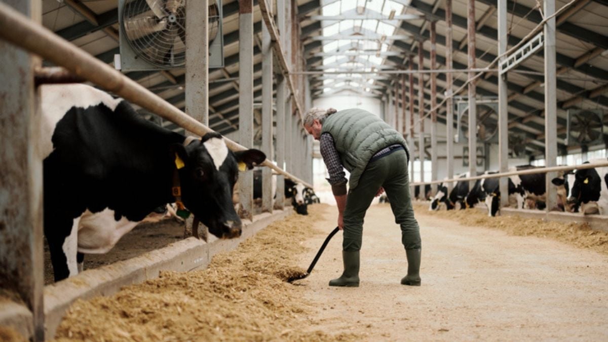 Agriculteur, il est condamné à verser 106 000 € à ses voisins, à cause du bruit et des odeurs de ses vaches