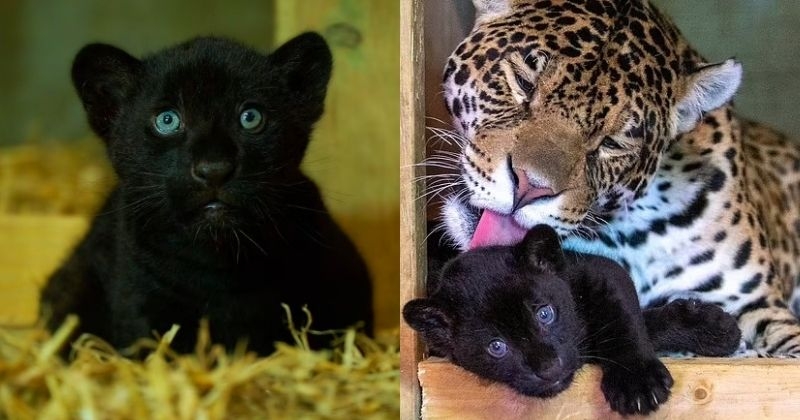  Naissance d'un magnifique jaguar noir dans un sanctuaire britannique dédié aux grands félins