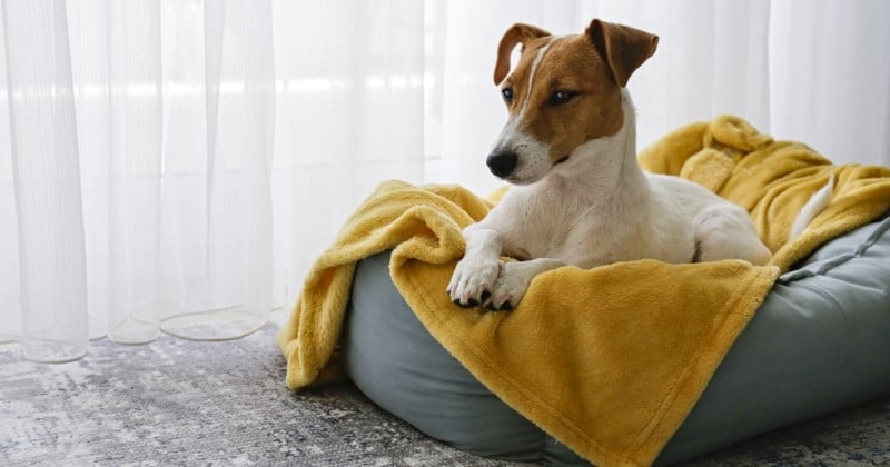 Le chiens peuvent se souvenir de leur vie avec leurs anciens propriétaires, selon une étude