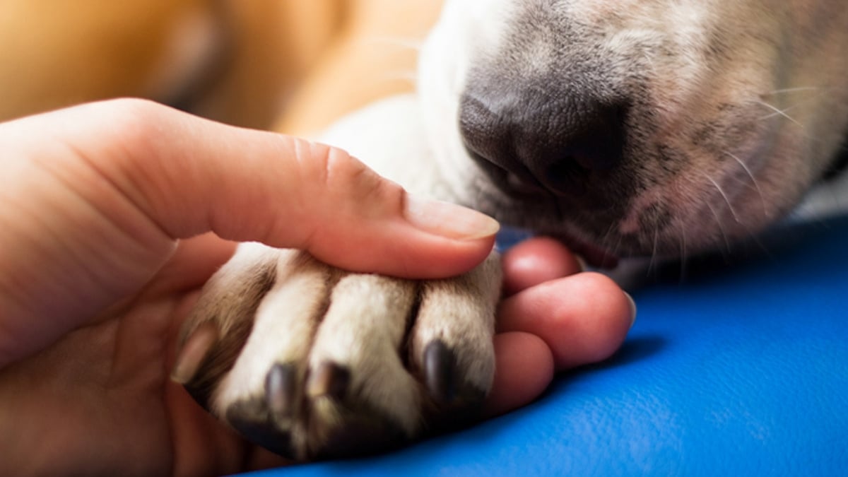 Yvelines : un chien retrouve sa famille cinq ans après sa fugue 