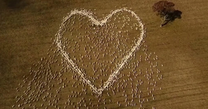 Un coeur géant formé par des moutons, l'hommage vibrant d'un fermier à sa tante décédée