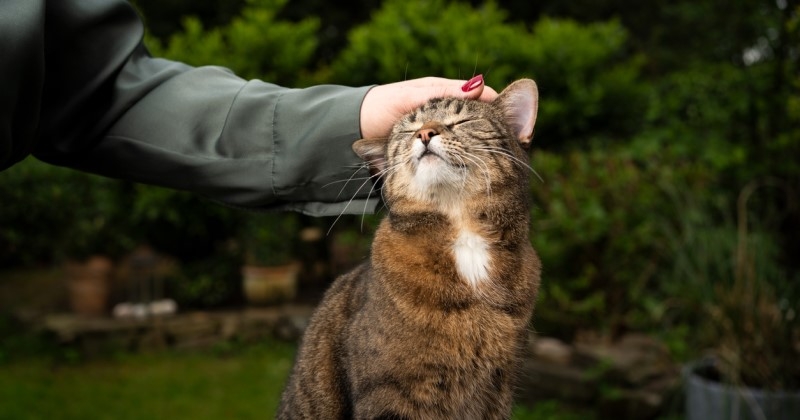 Un geste simple et méconnu permet de communiquer avec votre chat, selon une étude