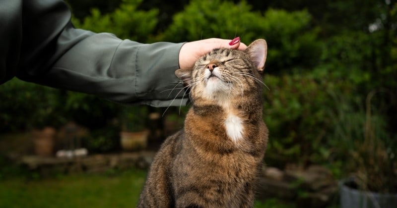 Atelier DIY de tipi pour chat avec vous - Elles en parlent