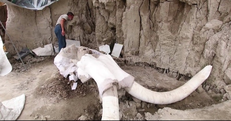 Les ossements de 14 mammouths vieux de 14 000 ans découverts au Mexique