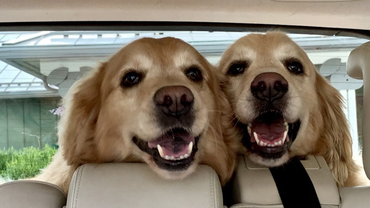 Deux golden retrievers dans une voiture 