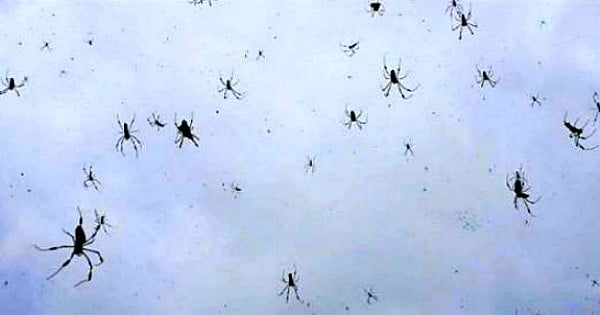 En Australie, des millions d'araignées tombent du ciel et vous ne devinerez jamais pourquoi ! Le pire, c'est que la science l'explique...