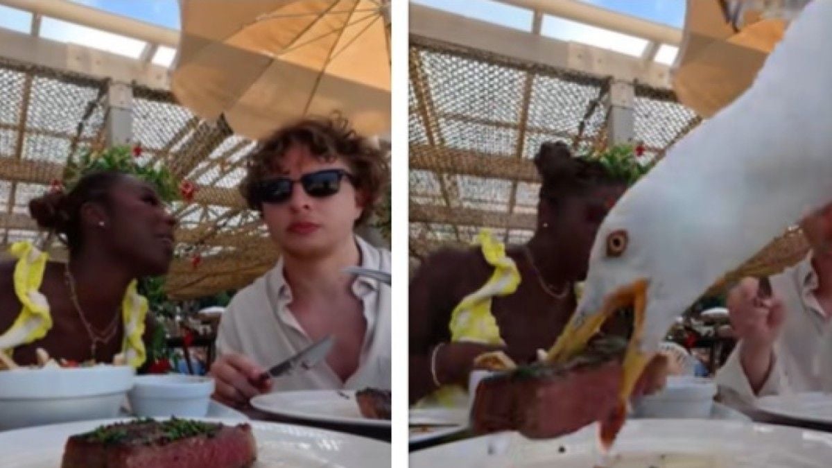 Une mouette lui vole son steak à 100 euros, la vidéo fait le buzz