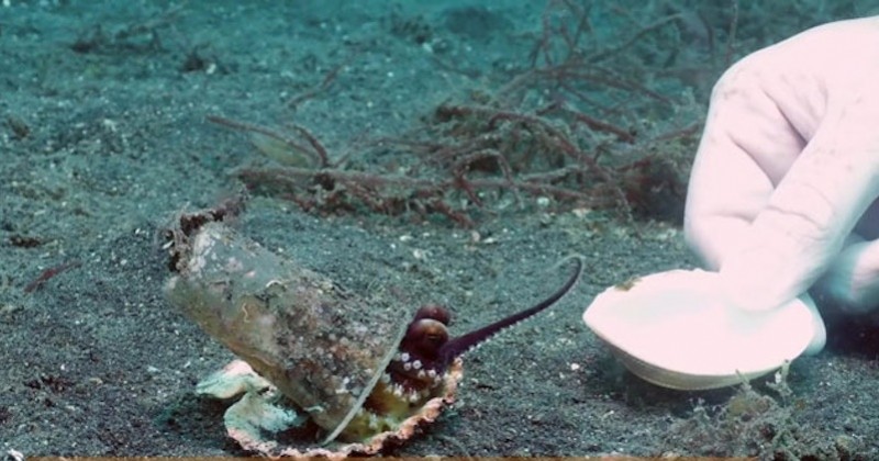 Un plongeur tente de convaincre un bébé poulpe d'abandonner son verre en plastique en échange d'un coquillage