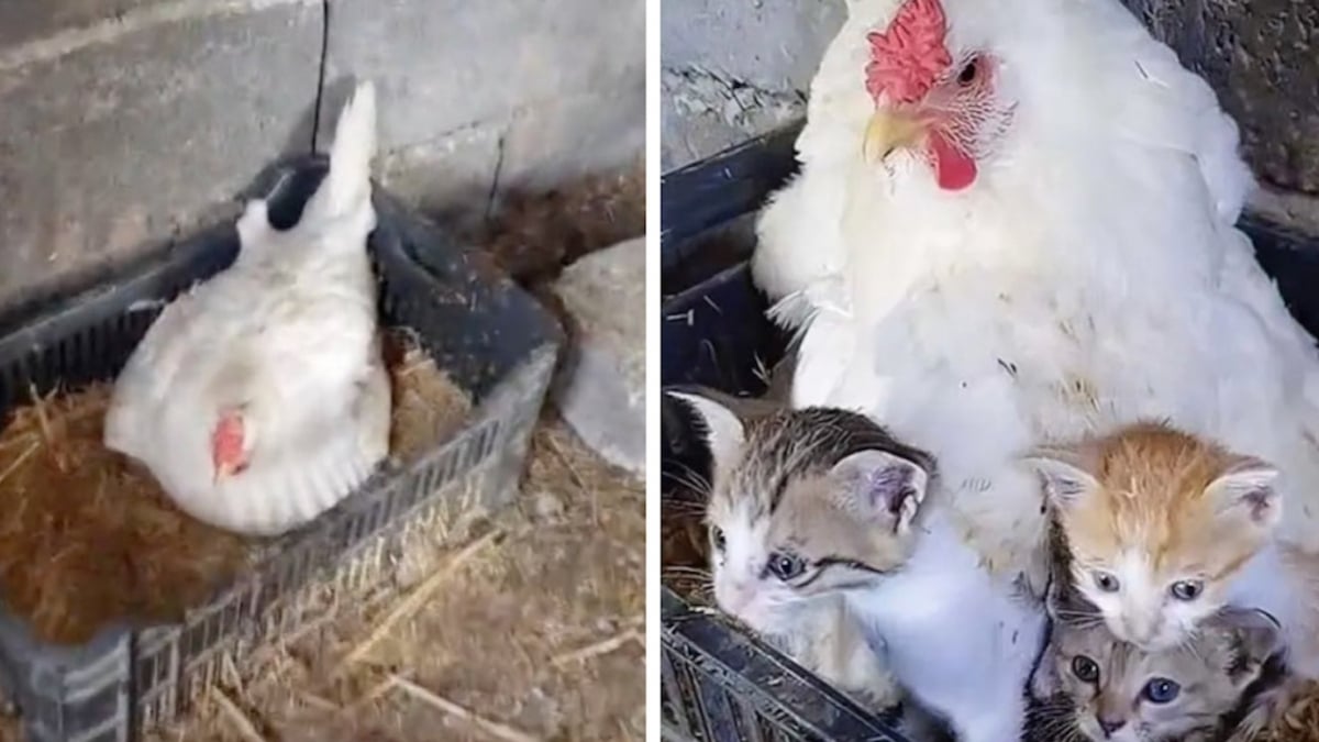 Une poule couve des chatons orphelins pour les garder au chaud, cette scène fait fondre la toile 