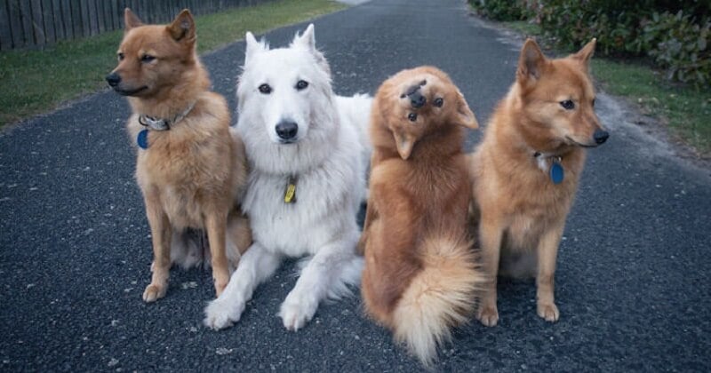 Pas encore dressé, ce chiot ne tient pas en place sur les photos et le résultat est adorable