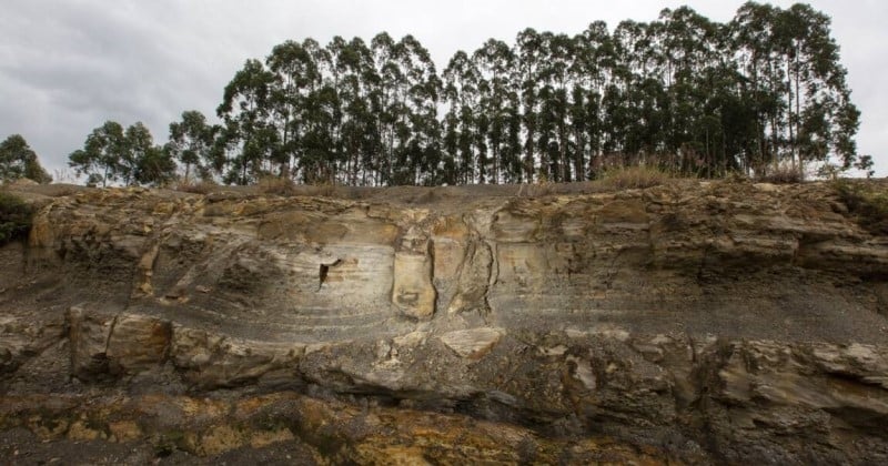 Brésil : ils découvrent des fossiles d'une forêt vieille de 290 millions d'années, avant l'arrivée des dinosaures