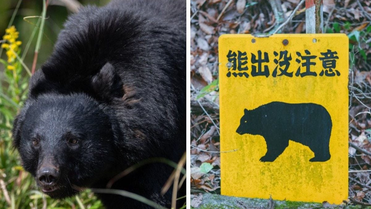Japon : un ours arrache la tête d'un homme de 70 ans qui cueillait des champignons