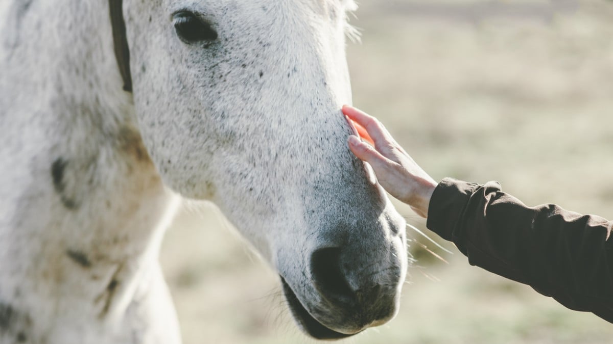 Les chevaux sentent quand vous avez peur, selon une étude française 