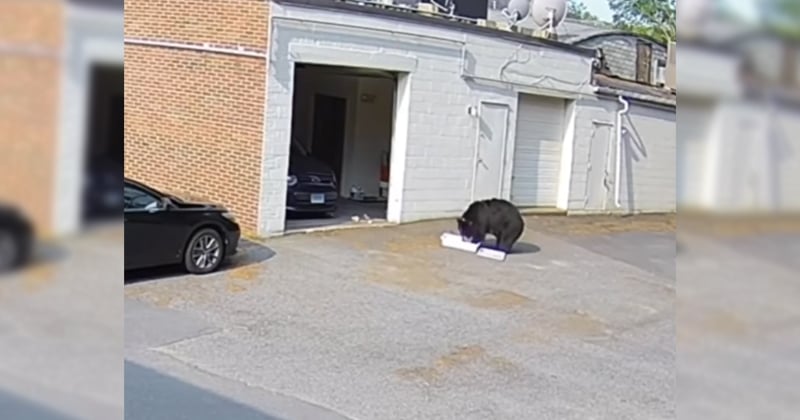 Pris en flagrant délit : un ours cambriole une pâtisserie et dévore plus de 60 cupcakes (vidéo)