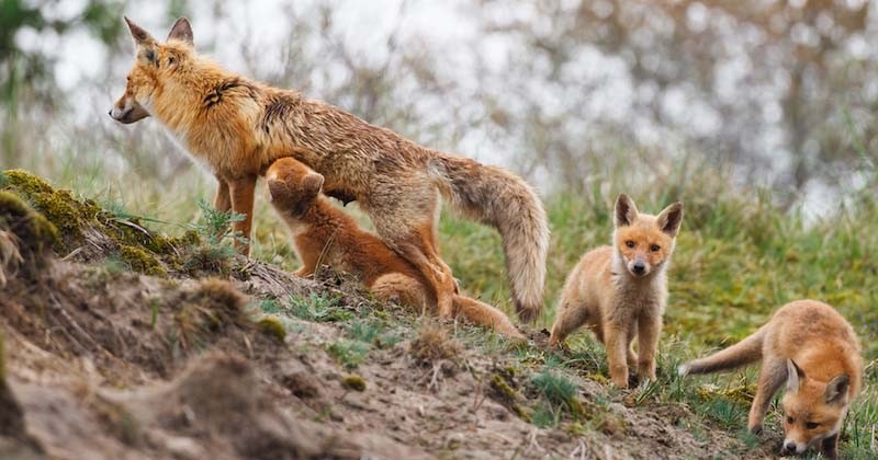 Les chasseurs de Charente-Maritime renoncent finalement à leur « prime au mérite » vis-à-vis de la chasse aux renards