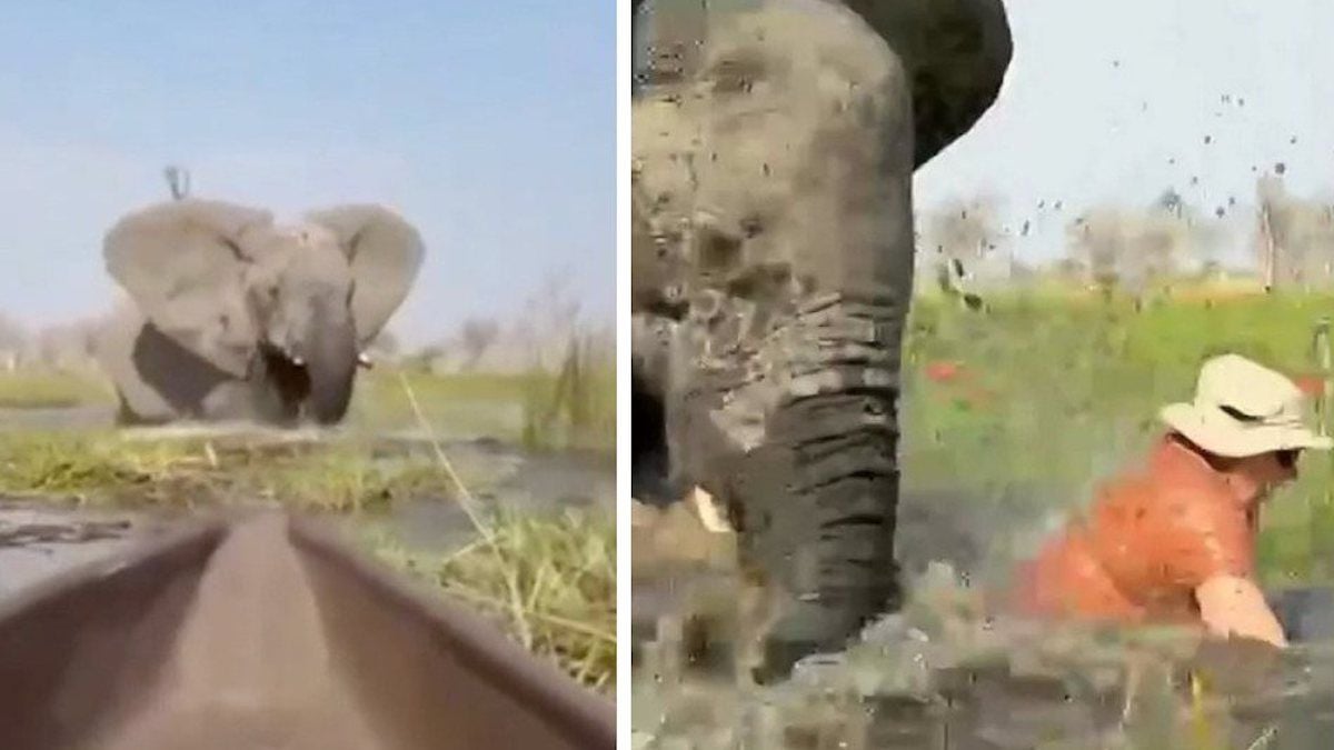 Captures d'écran montrant la charge de l'éléphant 