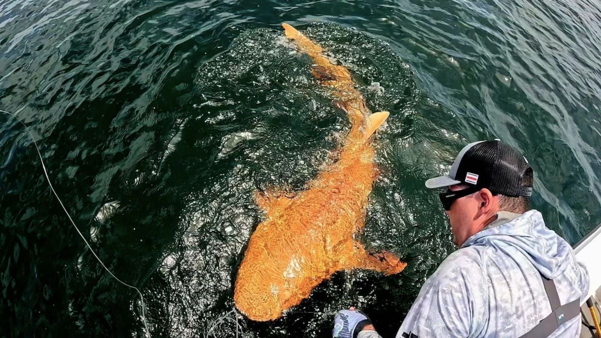 Ils pêchent un requin à la peau orange unique au monde qui intrigue les scientifiques