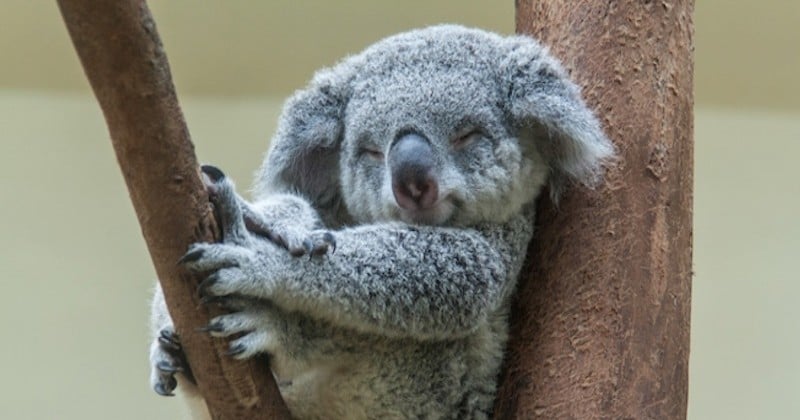 Australie : des dizaines de koalas meurent suite à la destruction d'une forêt d'eucalyptus