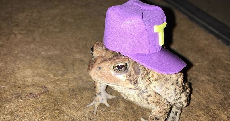 Visité chaque jour par un drôle de crapaud, cet homme se met à lui confectionner des tenues, génial !