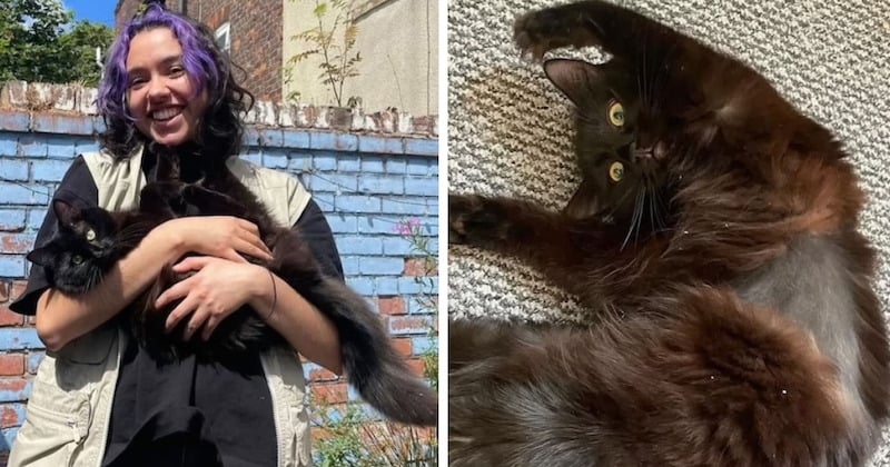 Après avoir dépensé près de 8000 euros en frais vétérinaires, elle apprend que son chat est simplement « bizarre »