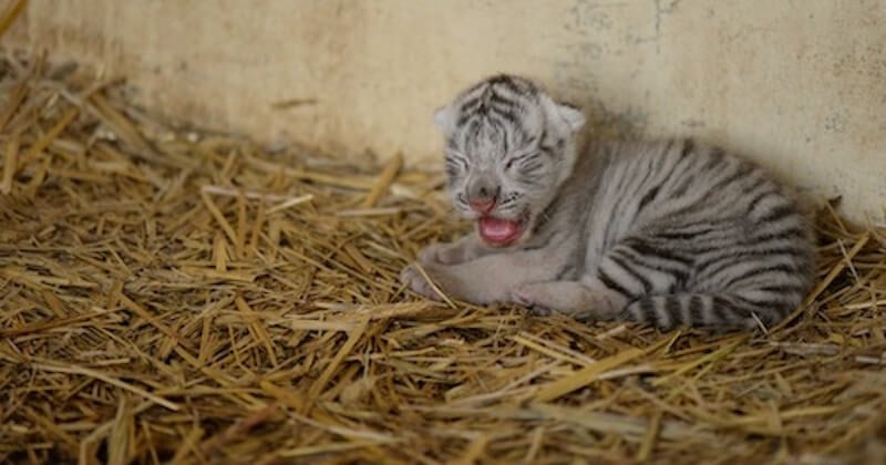Touroparc Zoo : la naissance surprise d'un tigre blanc comble de joie le personnel 