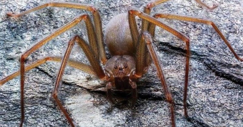 	 Une nouvelle espèce d'araignée venimeuse, dont une morsure fait pourrir la chair, découverte au Mexique