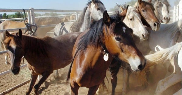 Belle nouvelle pour les défenseurs de la cause animale : les 45 000 chevaux sauvages qui devaient être massacrés aux États-Unis seront finalement épargnés !