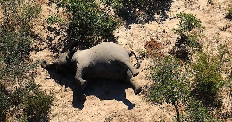 La cause de la mort d'une centaine d'éléphants au Botswana a été dévoilée