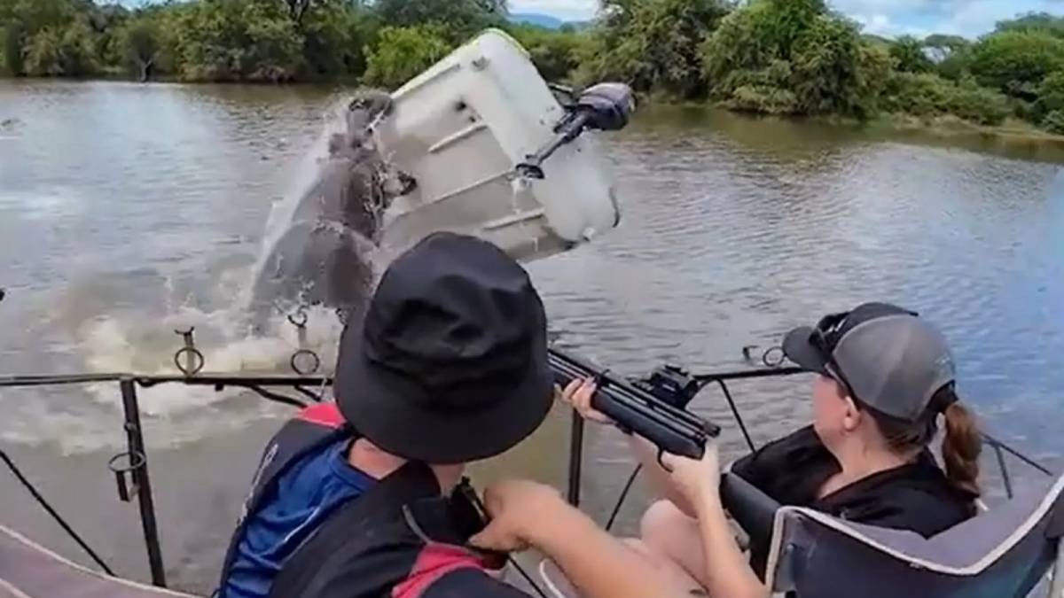 Hippopotame renversant un bateau