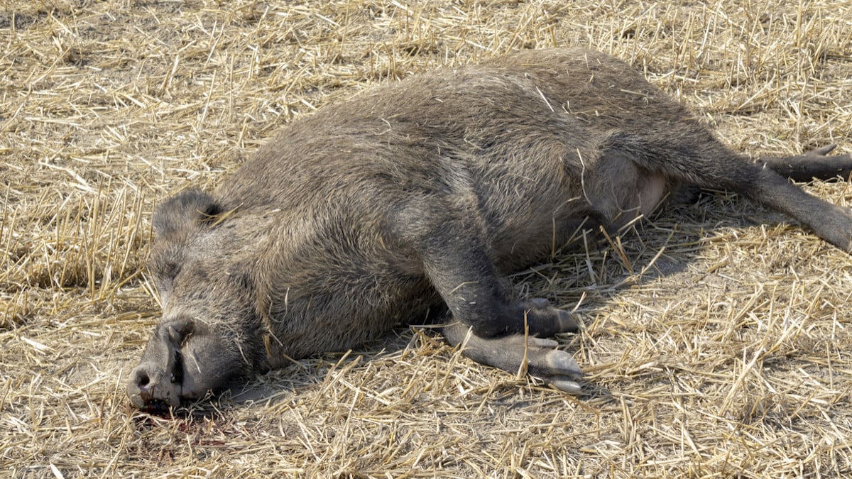 « On ne peut plus ouvrir les fenêtres » : un garde forestier tue un sanglier sous leurs fenêtres et l'abandonne, il pourrit depuis 2 semaines