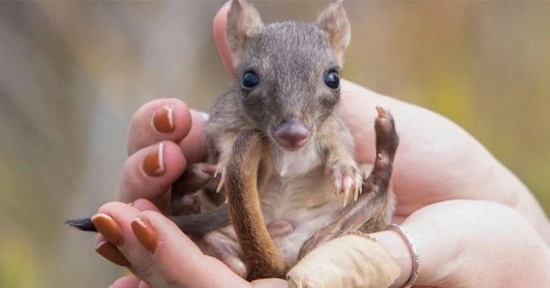 Disparu depuis 100 ans, cet étrange animal a été réintroduit en Australie et c'est une très bonne nouvelle