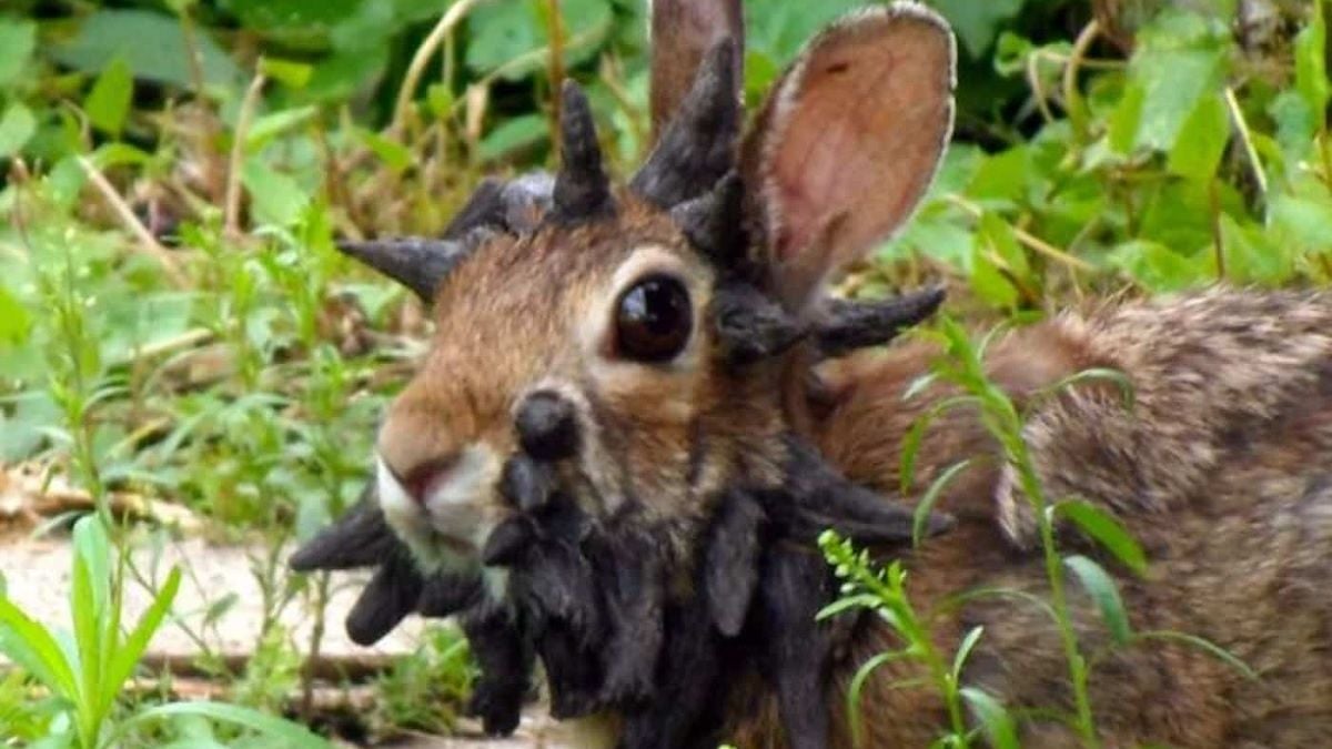 Les experts alertent les habitants contre les « lapins Frankenstein » avec des tentacules, qui envahissent les parcs