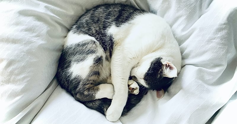 Votre chat se blottit contre vous la nuit ? Voici la signification de ce geste