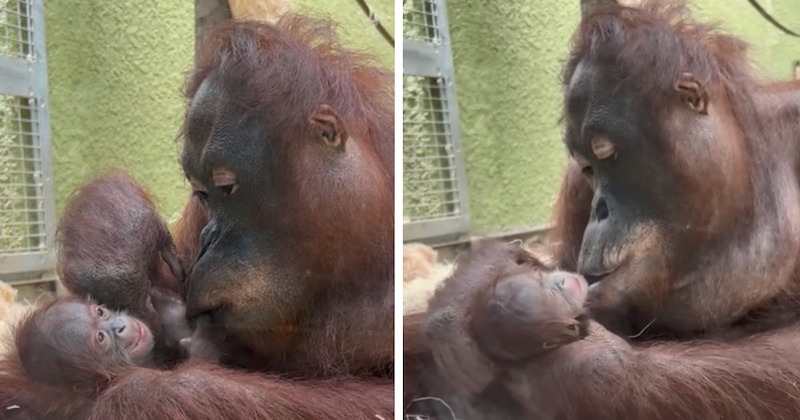 Angleterre : une femelle orang-outan donne naissance à un adorable bébé, une bonne nouvelle pour cette espèce menacée 